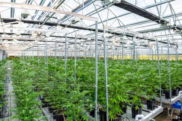 Gewerbeimmobilien für die Cannabis-Branche spielen eine zunehmend wichtige Rolle wie bei der Innovative Industrial Properties REIT AG