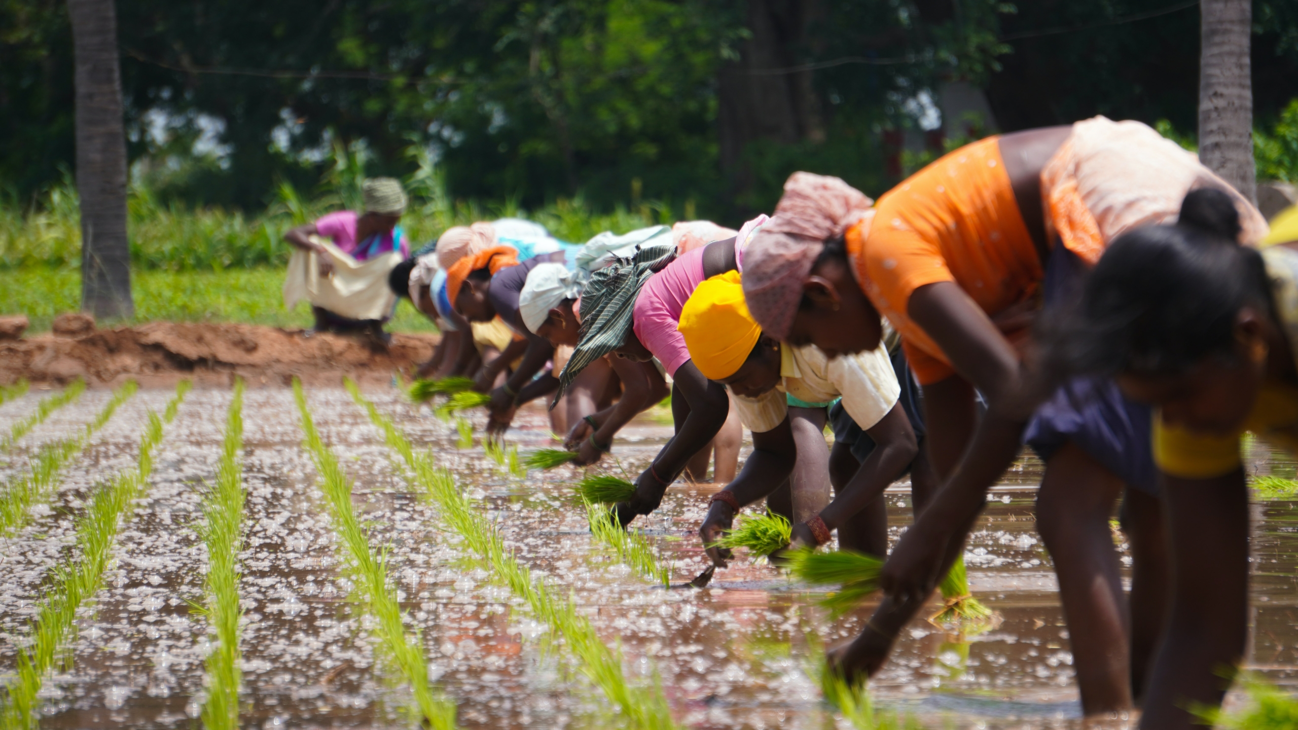 Arbeiterinnen beim ernten von Reis 
