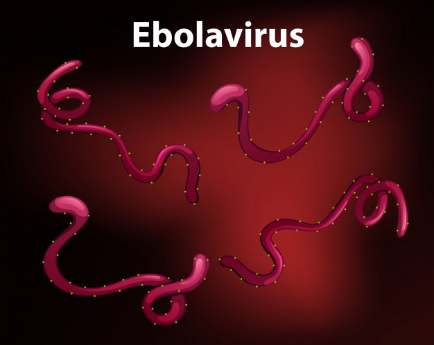 Forschung und Entwicklung von Ebola-Impfstoff als wichtiges Feld