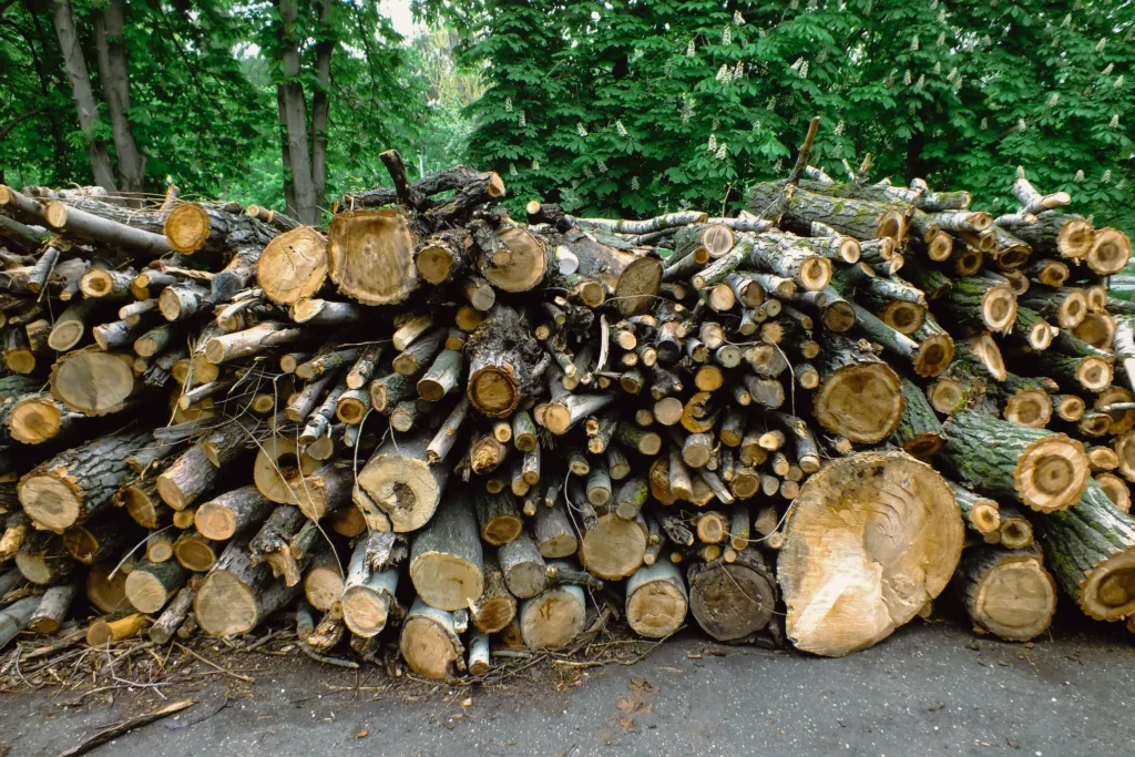 Holz als Investment